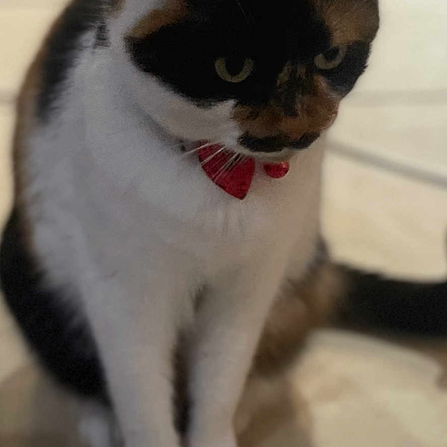 Nala participe au concours pour gagner de l'argent avec cette photo : animal, blurred_background, calico, cat, collar, curious, cute, domestic, ears, feline, floor, fur, indoor, looking_away, paws, pet, red_collar, sitting, tile_floor, whiskers
