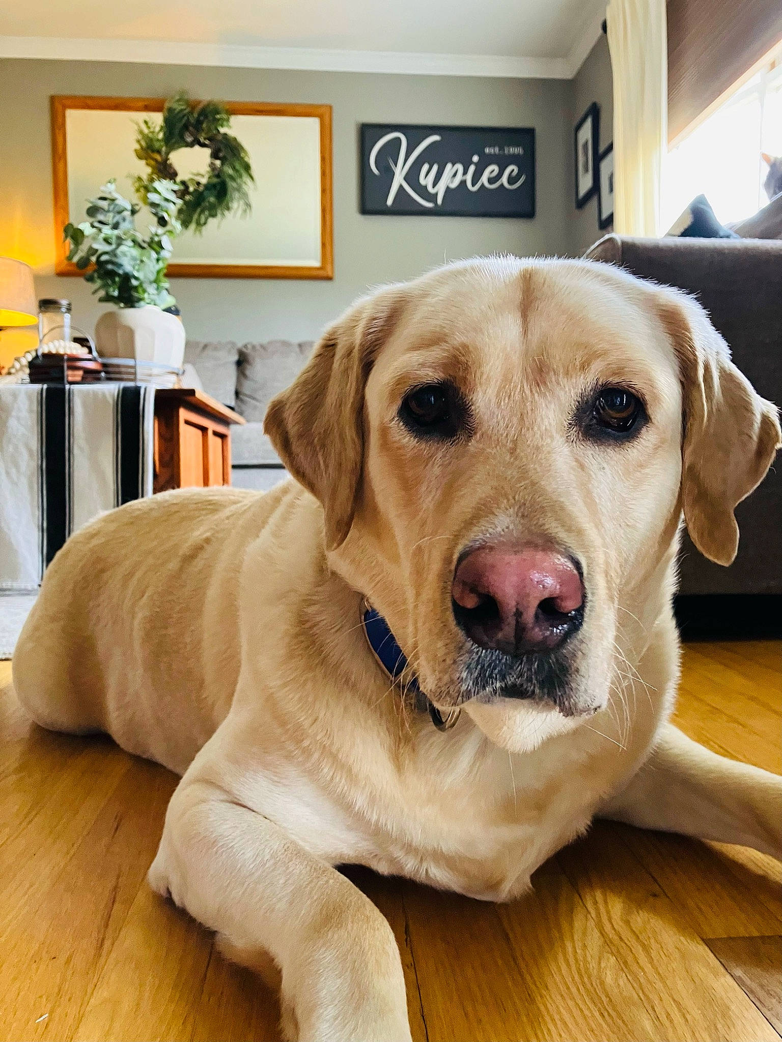 Duke is registered to the contest to win money with this photo: canidae, carnivore, collar, companion_dog, dog, dog_breed, dog_collar, fawn, floor, flooring, fur, hardwood, houseplant, pet_supply, plant, snout, whiskers, wood, wood_flooring, working_animal