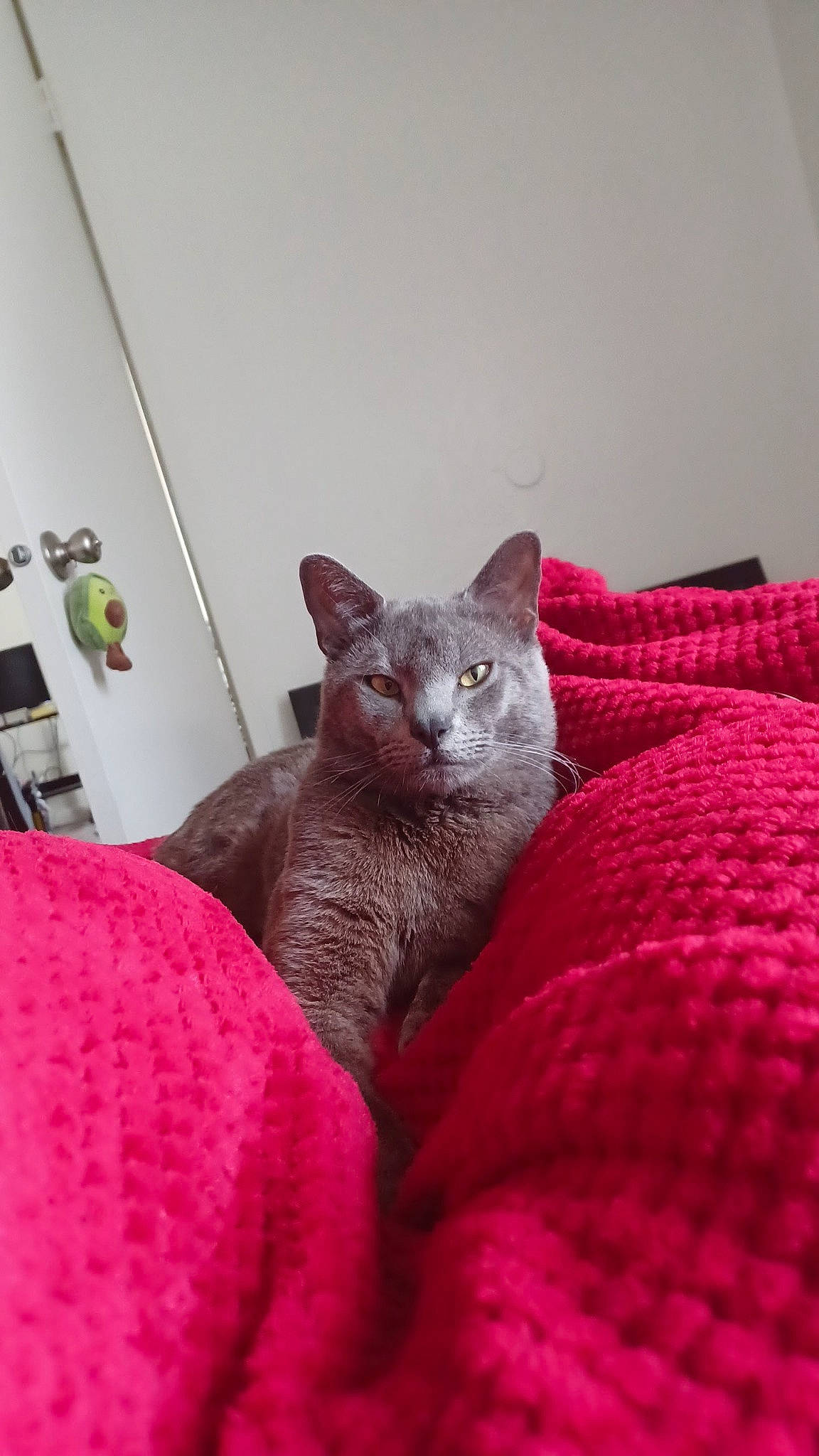 Cinder joined the competition — help win amazing prizes! carnivore, cat, cat_supply, claw, comfort, domestic_short_haired_cat, felidae, fur, grey, magenta, pattern, paw, room, russian_blue, sitting, small_to_medium_sized_cats, snout, tail, terrestrial_animal, whiskers