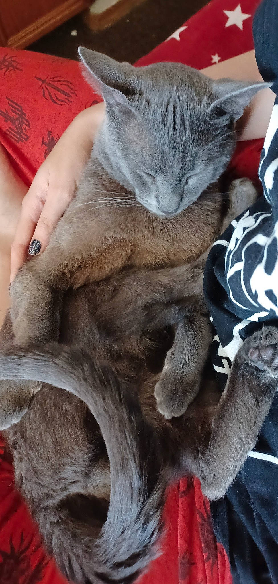 Cinder is registered to the contest to win money with this photo: carnivore, cat, claw, comfort, domestic_short_haired_cat, ear, fawn, felidae, fur, gesture, nail, nap, paw, russian_blue, small_to_medium_sized_cats, snout, tail, whiskers