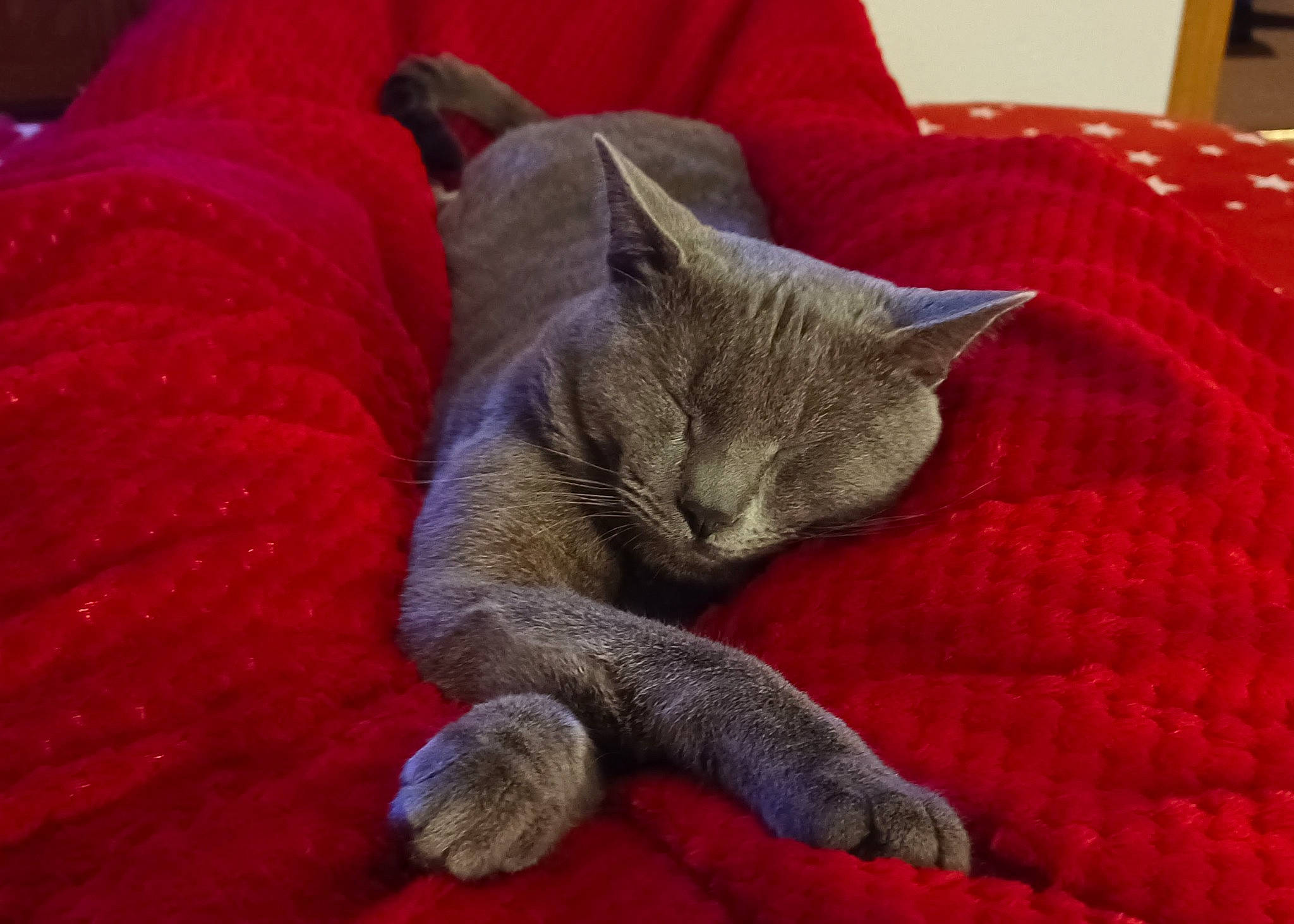 Cinder is registered to the contest to win money with this photo: carmine, carnivore, cat, comfort, domestic_short_haired_cat, felidae, fur, grey, linens, nap, room, russian_blue, sleep, small_to_medium_sized_cats, tail, whiskers