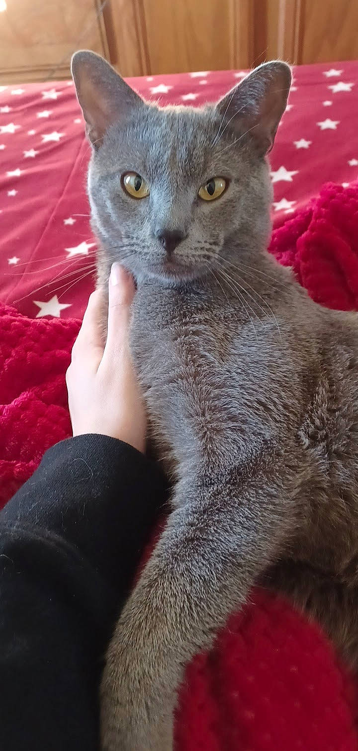 Cinder is registered to the contest to win money with this photo: carnivore, cat, claw, comfort, domestic_short_haired_cat, fawn, felidae, fur, gesture, grey, paw, russian_blue, sitting, small_to_medium_sized_cats, snout, tail, terrestrial_animal, whiskers, window