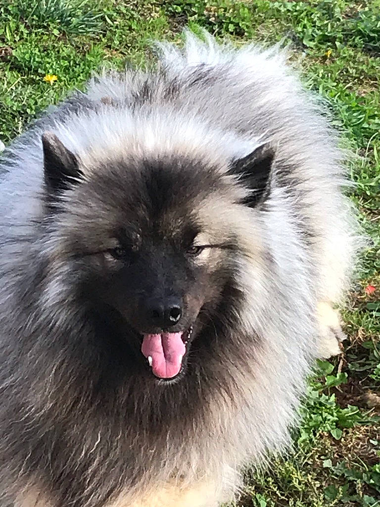 Patchis participe au concours pour gagner de l'argent avec cette photo : canidae, carnivore, companion_dog, dog, dog_breed, fawn, fur, german_spitz, german_spitz_klein, german_spitz_mittel, grass, iris, keeshond, primate, snout, spitz, sporting_group, terrestrial_animal, wildlife, working_animal