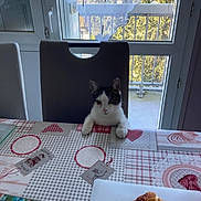 Voyou participe au concours pour gagner de l'argent avec cette photo : cat, chair, table, tablecloth, window, curtain, balcony, pastry, food, paws, indoor, kitchen, furniture, pet, black_and_white, looking, sitting, daylight, home, curious