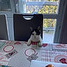 cat, chair, table, tablecloth, window, curtain, balcony, pastry, food, paws, indoor, kitchen, furniture, pet, black_and_white, looking, sitting, daylight, home, curious