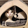 Voyou participe au concours pour gagner de l'argent avec cette photo : cat, pet_bed, indoor, cozy, feline, plush, slipper, curious, resting, fur, home, comfort, animal, whiskers, soft, cute, relaxed, domestic, floor, warm_lighting