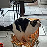 Voyou a rejoint le concours — aidez-le/la à gagner de superbes lots ! cat, black_and_white, small_chair, striped_chair, tile_floor, indoor, furniture, pet, animal, playful, home, dining_chair, floor, cute, domestic_cat, resting, funny, cozy, living_space, kitten