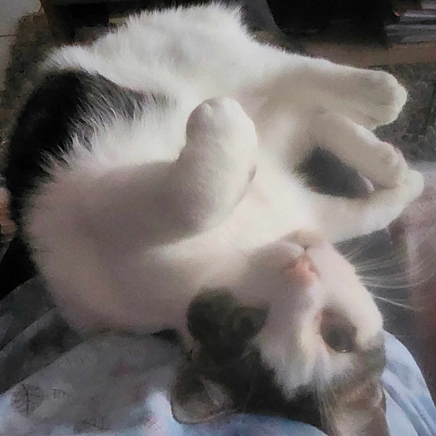 Voyou a rejoint le concours — aidez-le/la à gagner de superbes lots ! cat, feline, pet, lying_down, relaxed, white_fur, black_fur, indoor, table, remote_control, fabric, patterned, cozy, whiskers, ears, paws, soft_focus, home, resting, casual