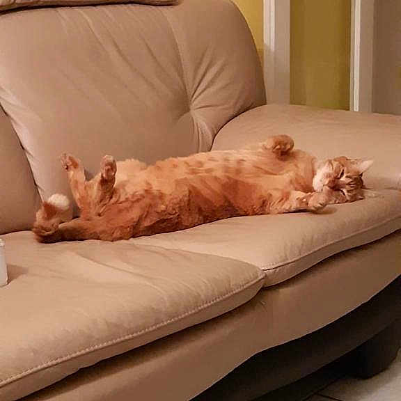 Simba