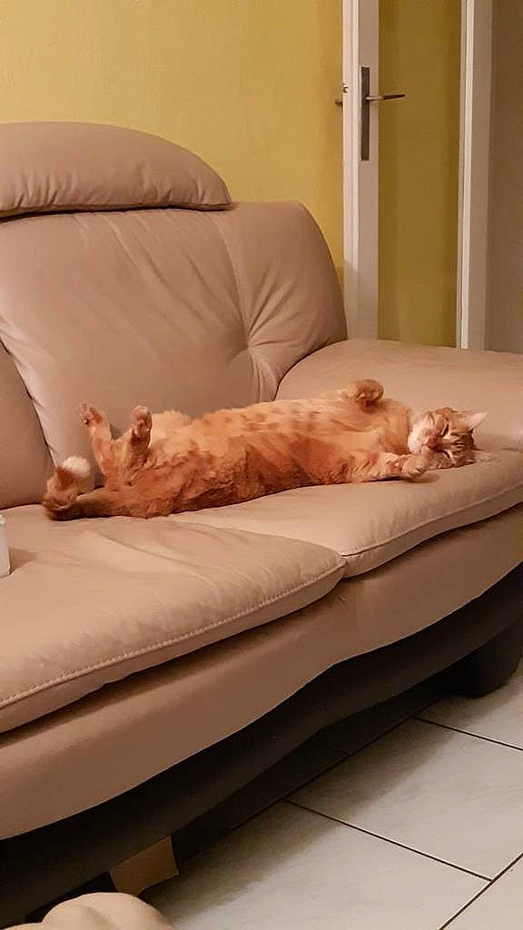 Simba participe au concours pour gagner de l'argent avec cette photo : bed, bed_frame, bed_sheet, bedroom, beige, carnivore, cat, comfort, couch, fawn, felidae, furniture, interior_design, mattress, pillow, room
