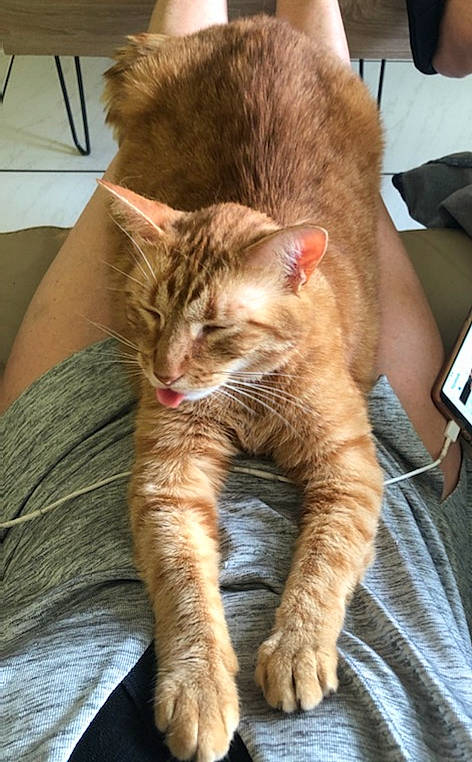 Simba a rejoint le concours — aidez-le/la à gagner de superbes lots ! arabian_mau, asian, carnivore, cat, claw, domestic_short_haired_cat, dragon_li, ear, european_shorthair, felidae, fur, german_rex, kitten, kurilian_bobtail, mammal, paw, pixie_bob, small_to_medium_sized_cats, tabby_cat, whiskers