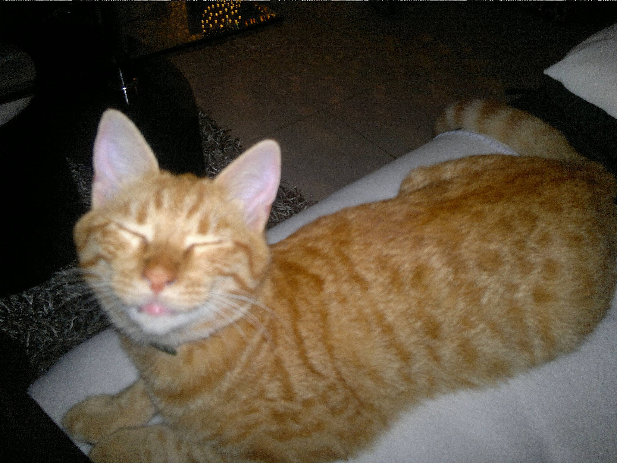 Simba