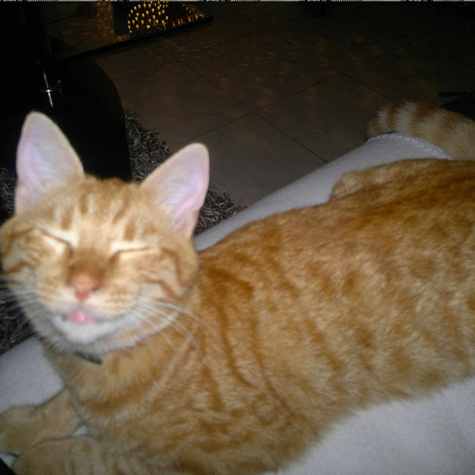 Simba