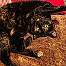 cat, tortoiseshell, pet, animal, indoor, blanket, cozy, relaxed, playful, curious, fur, yellow_eyes, couch, tile_floor, home, furniture, resting, upside_down, paw, cute