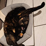 Tara a rejoint le concours — aidez-le/la à gagner de superbes lots ! cat, tortoiseshell_cat, pet_bed, floor_tiles, stretching, yellow_eyes, curious, indoor, feline, paw, relaxed, funny_pose, domestic_cat, cozy, small_bed, animal, pet, whiskers, fur, playful