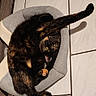 cat, tortoiseshell_cat, pet_bed, floor_tiles, stretching, yellow_eyes, curious, indoor, feline, paw, relaxed, funny_pose, domestic_cat, cozy, small_bed, animal, pet, whiskers, fur, playful
