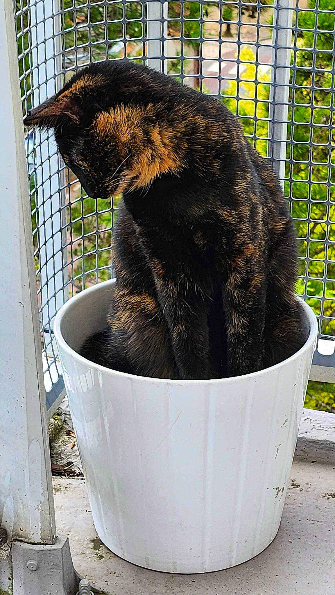 Tara