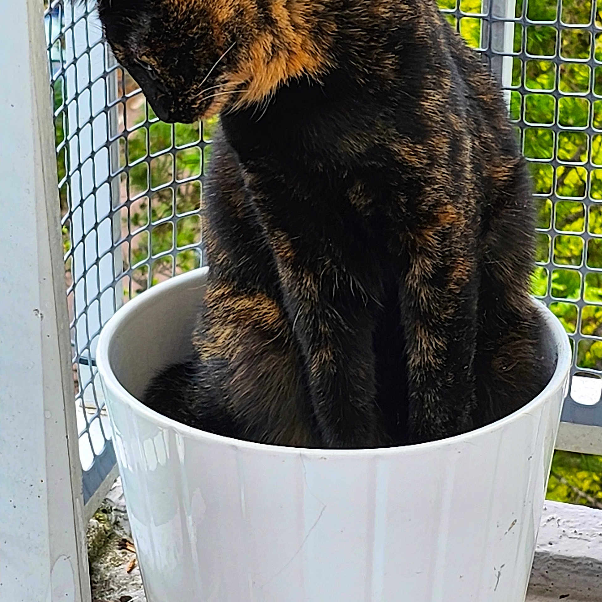 Tara