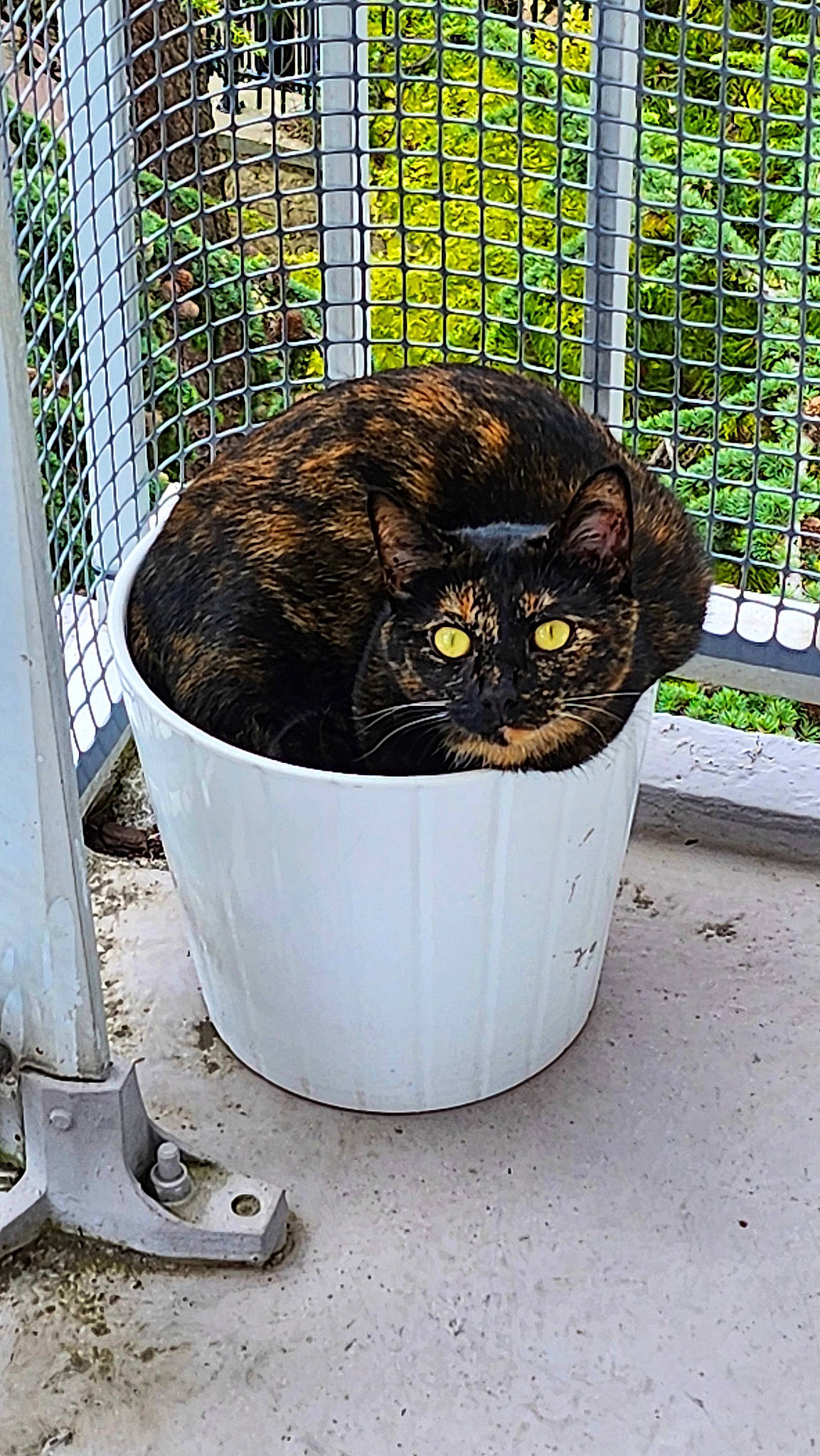 Tara a rejoint le concours — aidez-le/la à gagner de superbes lots ! animal_shelter, automotive_tire, basket, carnivore, cat, cat_supply, domestic_short_haired_cat, felidae, flowerpot, gas, grass, mesh, pet_supply, plant, small_to_medium_sized_cats, snout, terrestrial_animal, waste_container, whiskers, window