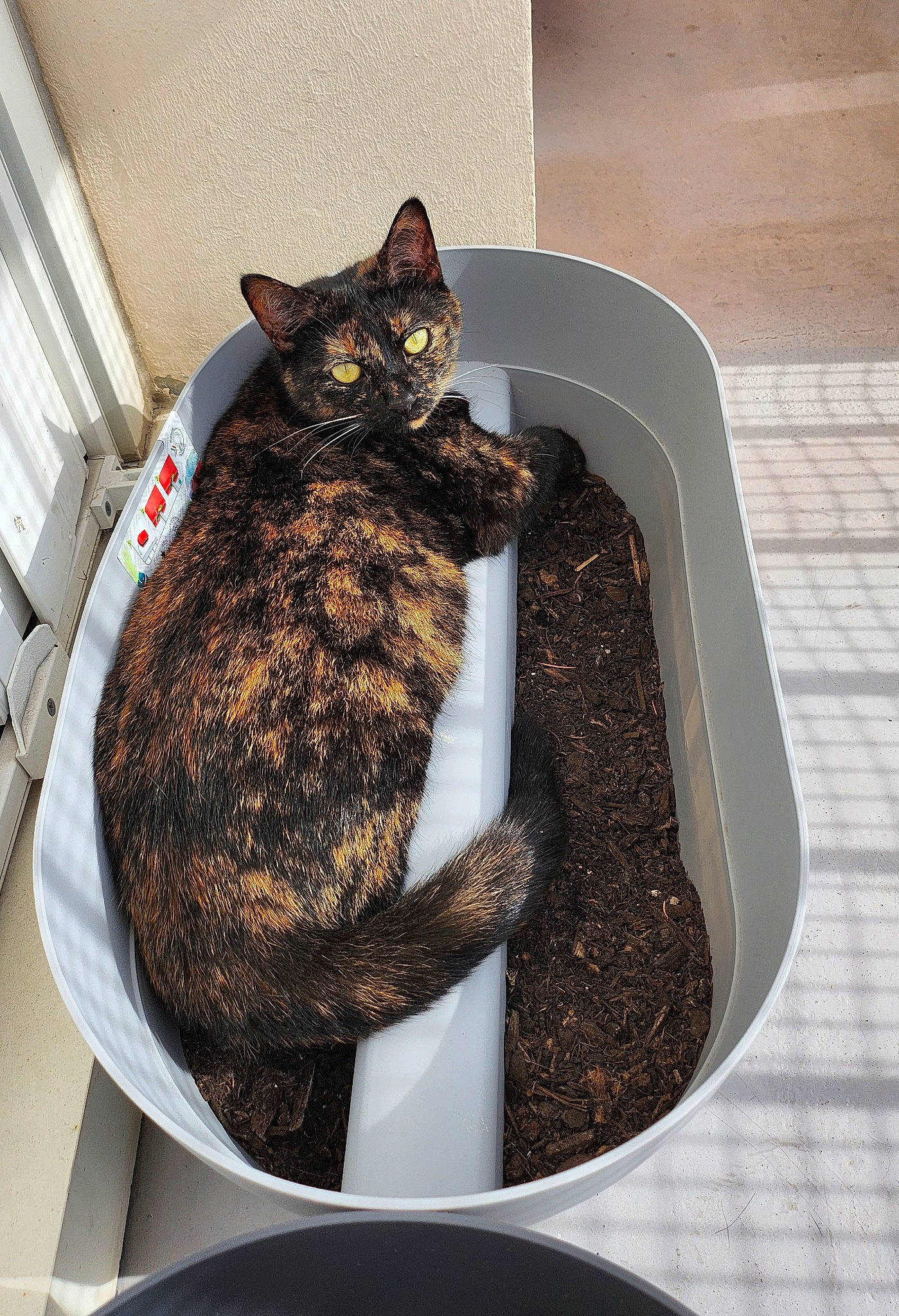 Tara participe au concours pour gagner de l'argent avec cette photo : carnivore, cat, cat_supply, comfort, domestic_short_haired_cat, felidae, fur, houseplant, pet_supply, plumbing_fixture, small_to_medium_sized_cats, tail, terrestrial_animal, whiskers