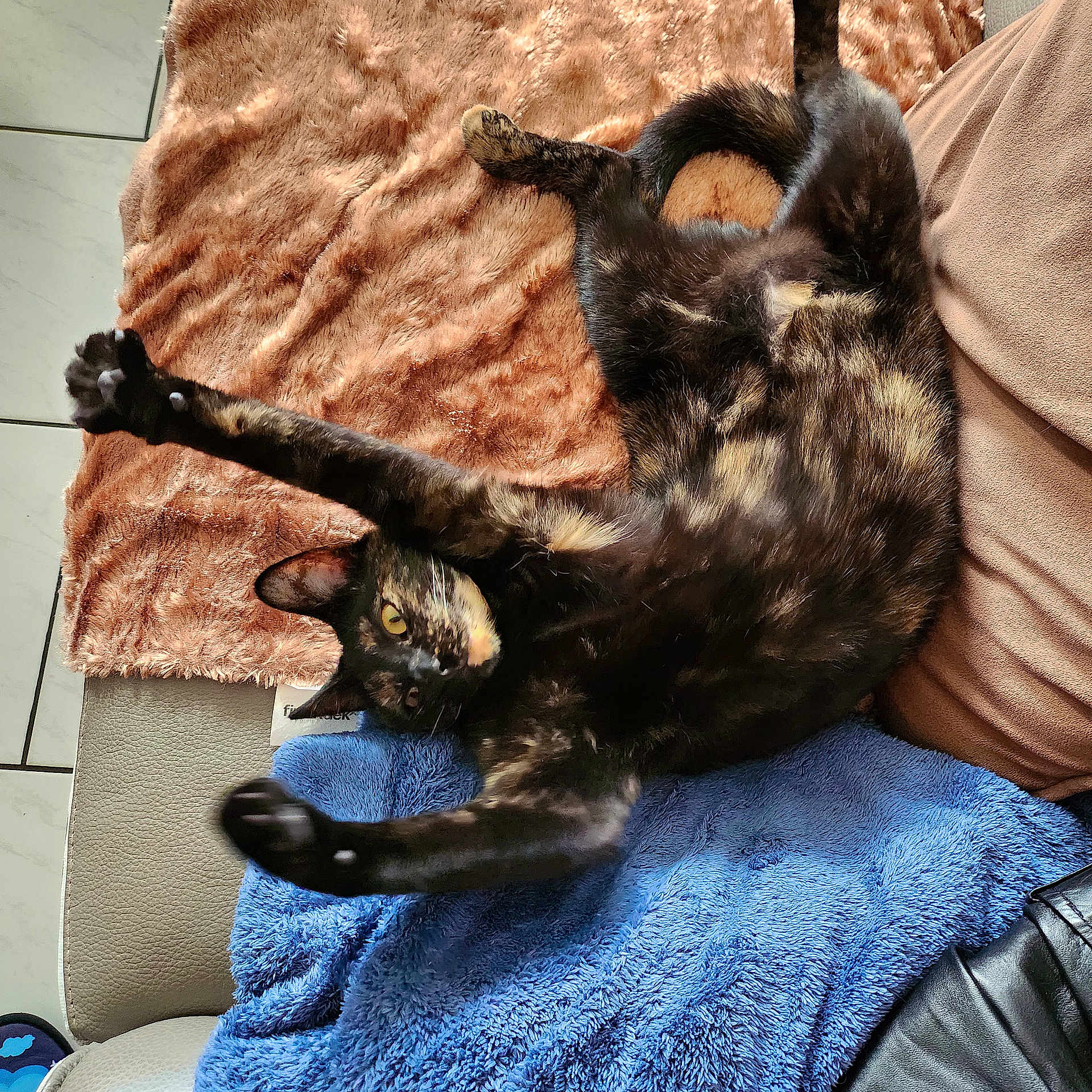 Tara