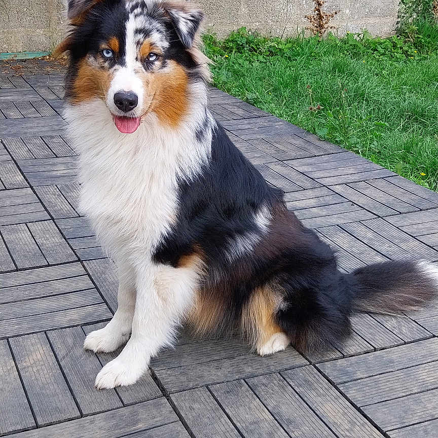 Uska participe au concours pour gagner de l'argent avec cette photo : accessories, animal, architecture, brick, building, canine, collie, dog, flagstone, house, housing, husky, path, pet, porch, sidewalk, slate, strap, walkway, wood