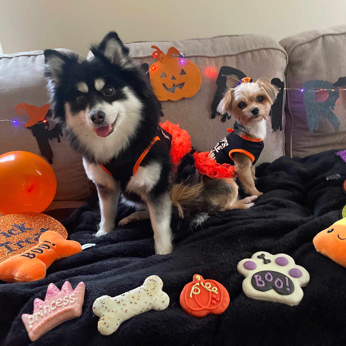 Kassie And Brandi joined the competition — help win amazing prizes! black_and_white_dog, black_blanket, celebration, costume, couch, cute, decorations, dog, dog_treats, festive, halloween, holiday, indoor, orange, pet, pumpkin_decoration, sitting, small_dog, smiling_dog, toy