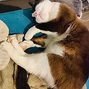 Rakân a rejoint le concours — aidez-le/la à gagner de superbes lots ! cat, sleeping, fur, whiskers, pink_nose, paws, blanket, cozy, indoor, resting, curled_up, tail, white_fur, brown_fur, black_fur, soft_texture, relaxed, domestic_cat, pet, comfortable