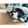 Rakân a rejoint le concours — aidez-le/la à gagner de superbes lots ! cat, blue_eyes, cat_cave, toy, feather_toy, fish_shaped_toy, floor, tile_floor, whiskers, paws, pet, indoor, curious, playful, fur, animal, mammal, close_up, domestic_cat, cozy