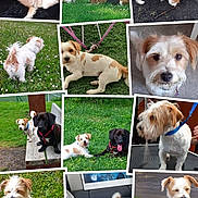 Sacha a rejoint le concours — aidez-le/la à gagner de superbes lots ! animal, bench, collage, cute, dog, dogs, floor, friendship, fur, grass, indoor, leash, nature, outdoor, pet_toy, pets, play, portrait, resting, walking