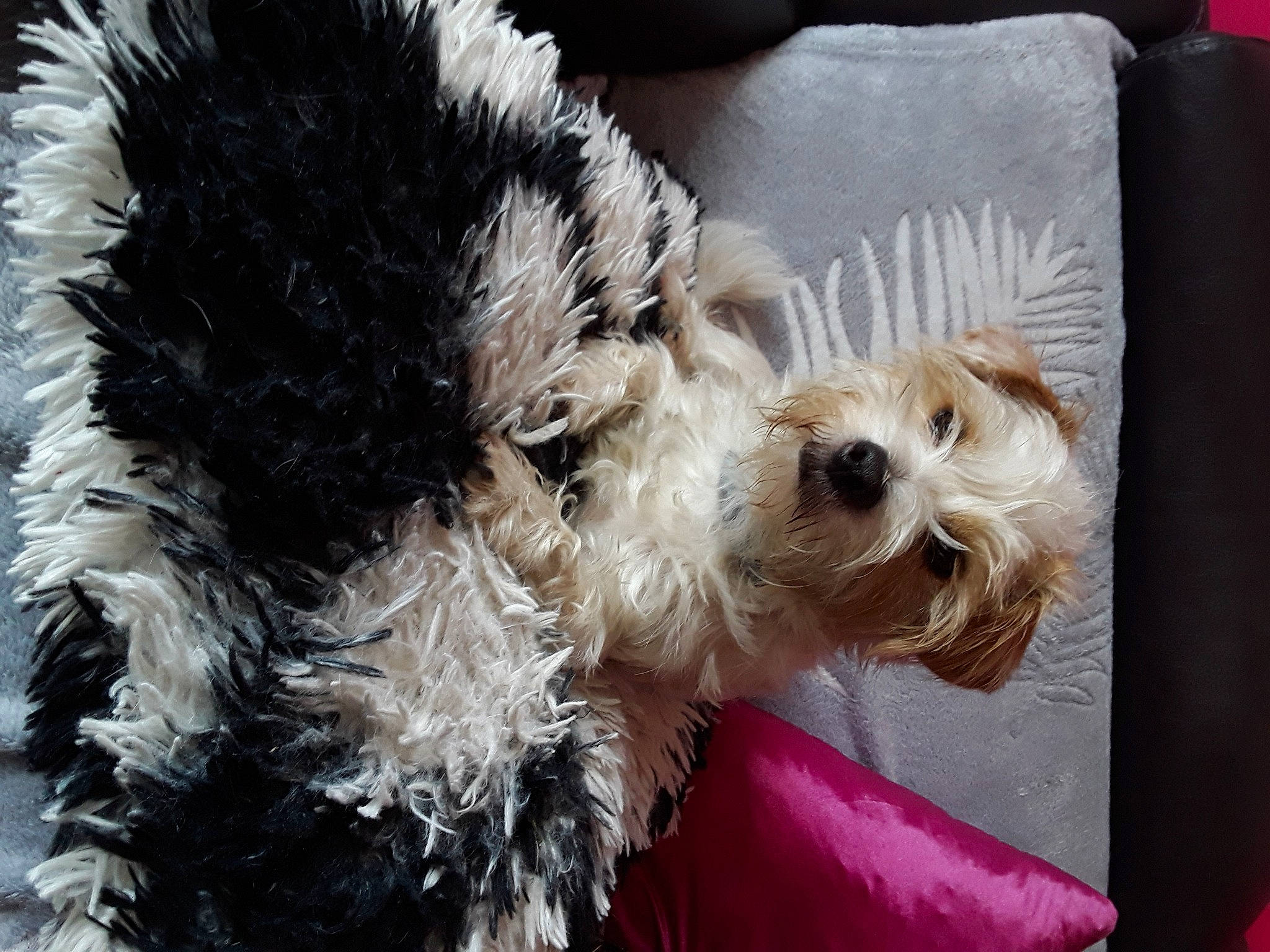 Sacha a rejoint le concours — aidez-le/la à gagner de superbes lots ! carnivore, collar, companion_dog, dog, dog_breed, dog_clothes, dog_collar, dog_supply, fur, goggles, pet_supply, puppy_love, small_terrier, snout, sporting_group, terrier, toy, toy_dog, water_dog, working_animal