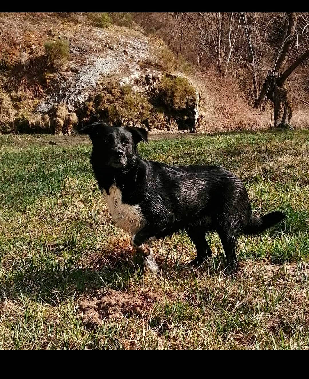 Sun participe au concours pour gagner de l'argent avec cette photo : canidae, carnivore, companion_dog, dog, dog_breed, field, fur, grass, grassland, livestock, pasture, plant, shadow, soil, sporting_group, tail, terrestrial_animal, tints_and_shades, tree, working_animal