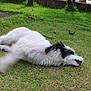 Bella is registered to the contest to win money with this photo: dog, grass, outdoor, playful, rolling, motion_blur, white_fur, black_fur, pet, animal, nature, lawn, leaf, canine, fur, active, daylight, garden, fun, domestic