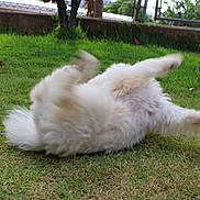 Bella is registered to the contest to win money with this photo: dog, grass, outdoor, pet, rolling, white, furry, blur, motion, paw, lawn, animal, playful, nature, canine, fur, grass_field, active, summer, daytime