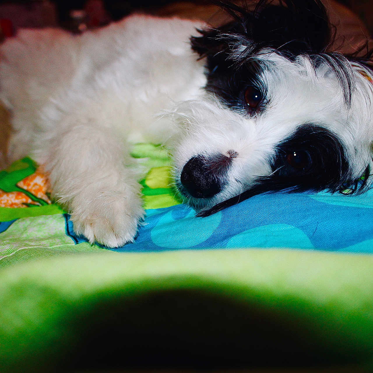 Bella joined the competition — help win amazing prizes! animal, black, blanket, closeup, colorful, cozy, cute, dog, face, fluffy, fur, indoors, lying_down, patterned, paw, pet, relaxed, resting, soft, white