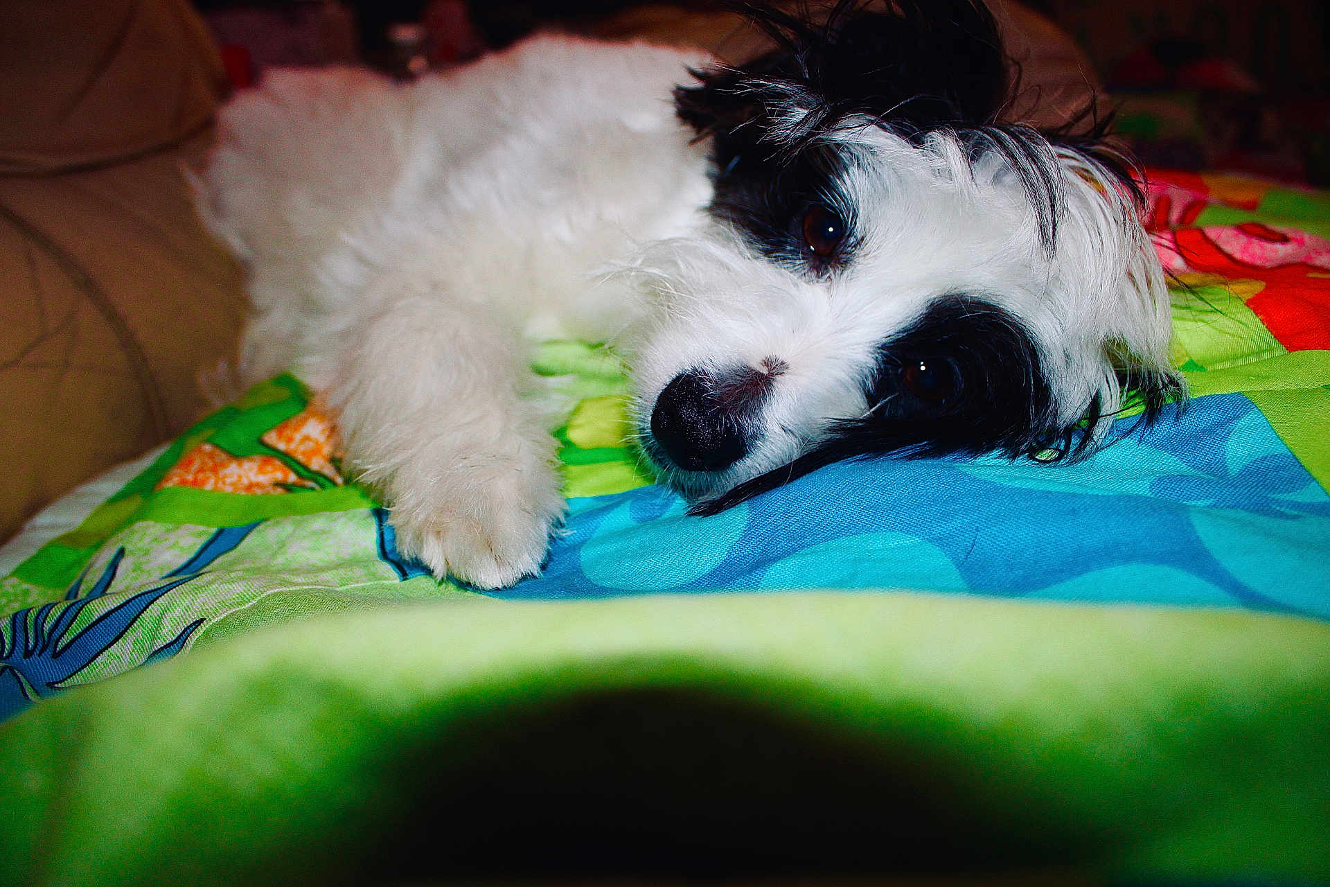 Bella joined the competition — help win amazing prizes! dog, white, black, fluffy, lying_down, blanket, colorful, patterned, pet, indoors, resting, closeup, cute, animal, soft, fur, face, paw, cozy, relaxed