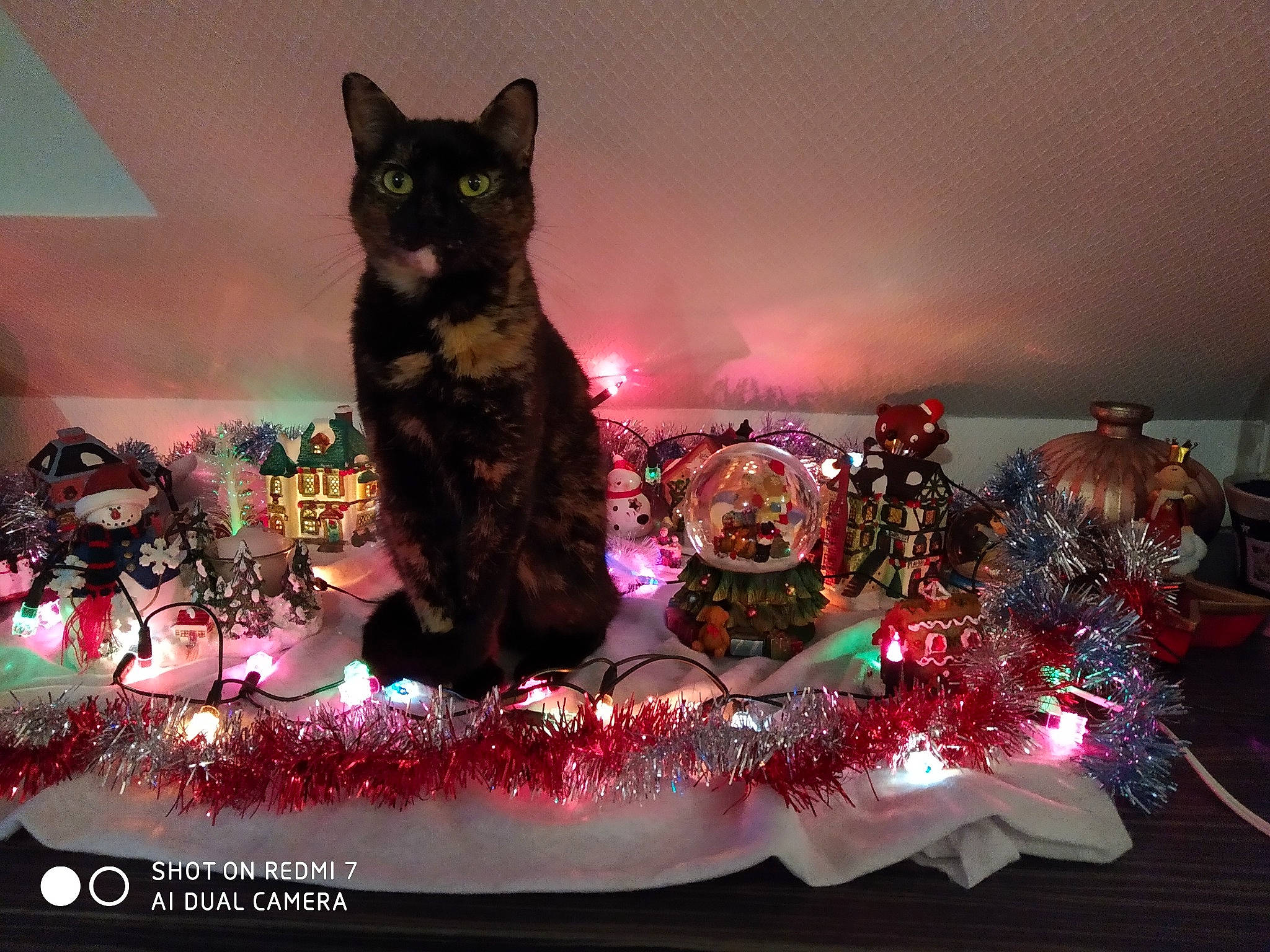 Karamelle a rejoint le concours — aidez-le/la à gagner de superbes lots ! art, carnivore, cat, christmas, christmas_decoration, christmas_ornament, darkness, event, felidae, holiday, light, magenta, ornament, pink, plant, purple, small_to_medium_sized_cats, tree, whiskers, winter