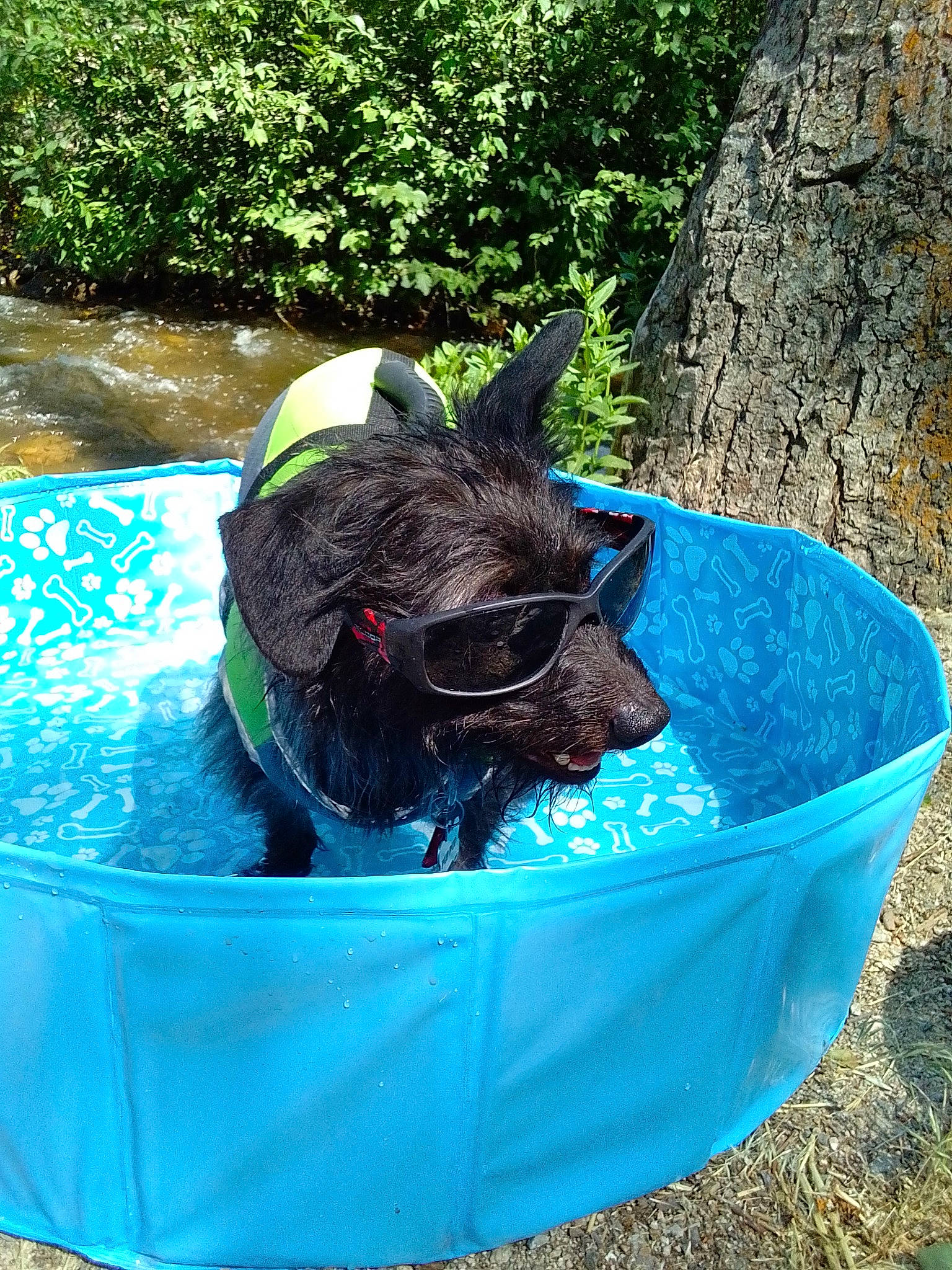 Pup Pup is registered to the contest to win money with this photo: canidae, carnivore, collar, companion_dog, dog_breed, dog_supply, electric_blue, fawn, felidae, grass, mammal, pet_supply, plant, small_to_medium_sized_cats, snout, soil, tail, terrestrial_animal, vertebrate, working_animal