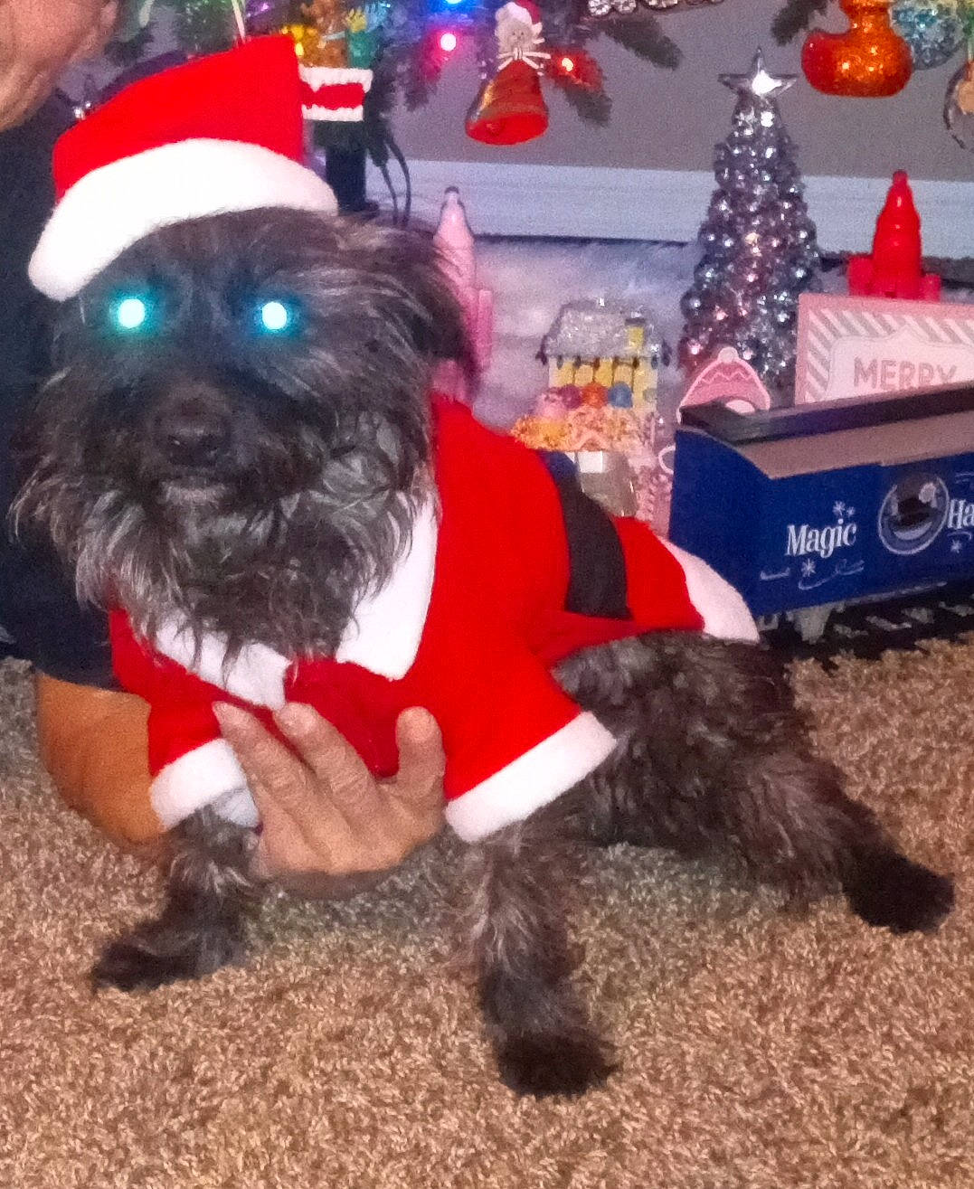 Pup Pup joined the competition — help win amazing prizes! canidae, carnivore, christmas, christmas_eve, christmas_ornament, christmas_tree, collar, companion_dog, costume_hat, dog, dog_breed, dog_clothes, dog_collar, dog_supply, event, fur, holiday, pet_supply, sporting_group, toy_dog