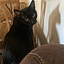 black_cat, calm, cat, chair, cozy, curious, domestic_animal, ear, fur, furniture, green_eyes, home, indoor, looking_back, pet, quiet, seated, shadow, whiskers, wooden_table