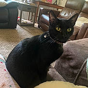 Thunder Zelda joined the competition — help win amazing prizes! alert, bell, black_cat, carpet, cat, collar, couch, cozy, domestic_animal, feline, furniture, home, indoor, lamp, leather_chair, living_room, pet, table, window, yellow_eyes