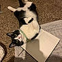 animal, black_and_white, carpet, cat, collar, cute, domestic, eyes, floor, fur, indoor, lying_down, notebook, notes, paw, pet, playful, relaxed, whiskers, writing