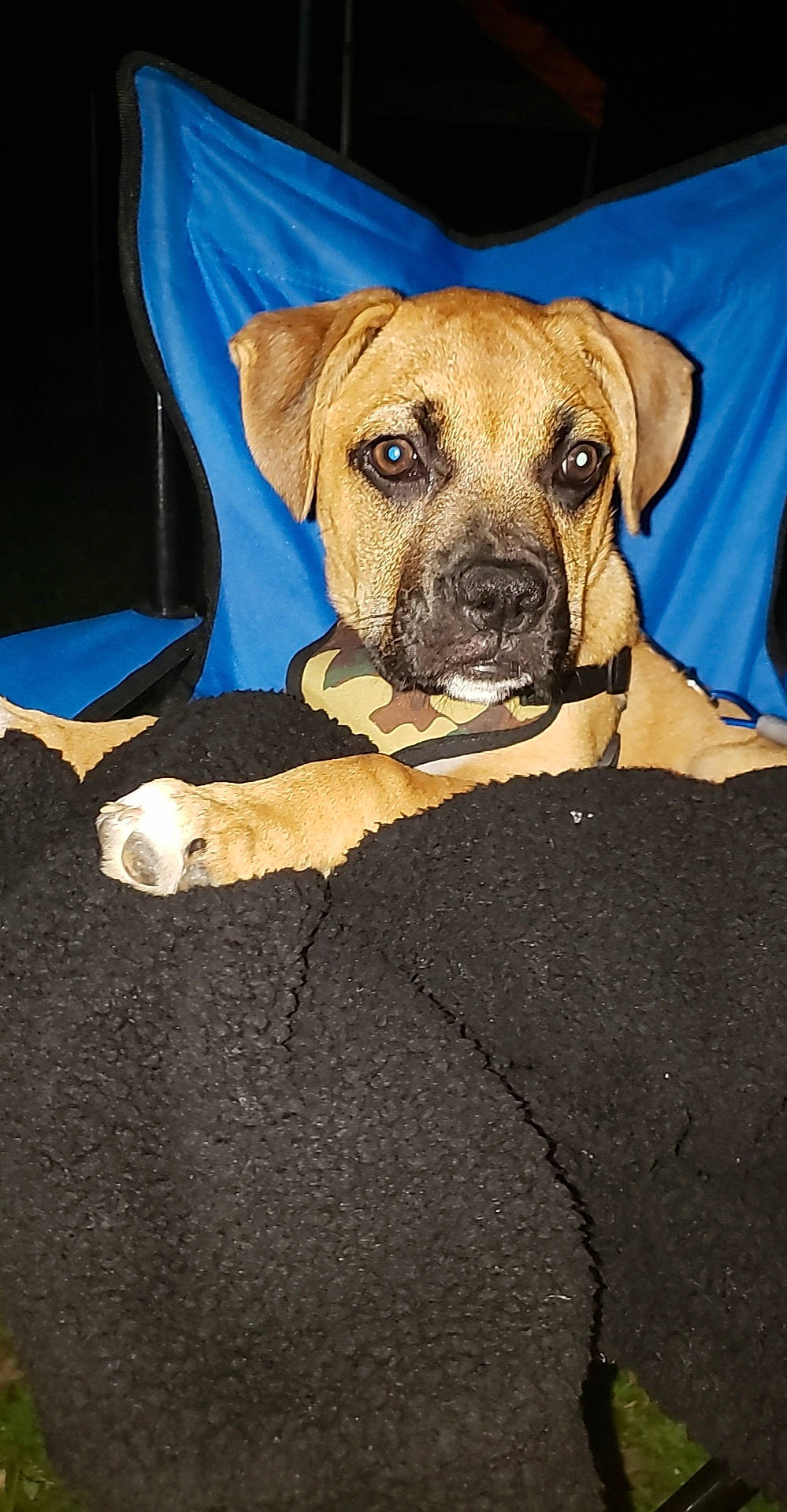 Manny is registered to the contest to win money with this photo: black_mouth_cur, boerboel, broholmer, canidae, carnivore, companion_dog, dog, dog_breed, fawn, mammal, mountain_cur, perro_de_presa_mallorquin, puggle, rare_breed_dog, rhodesian_ridgeback, snout, sporting_group, tosa, vertebrate, whiskers