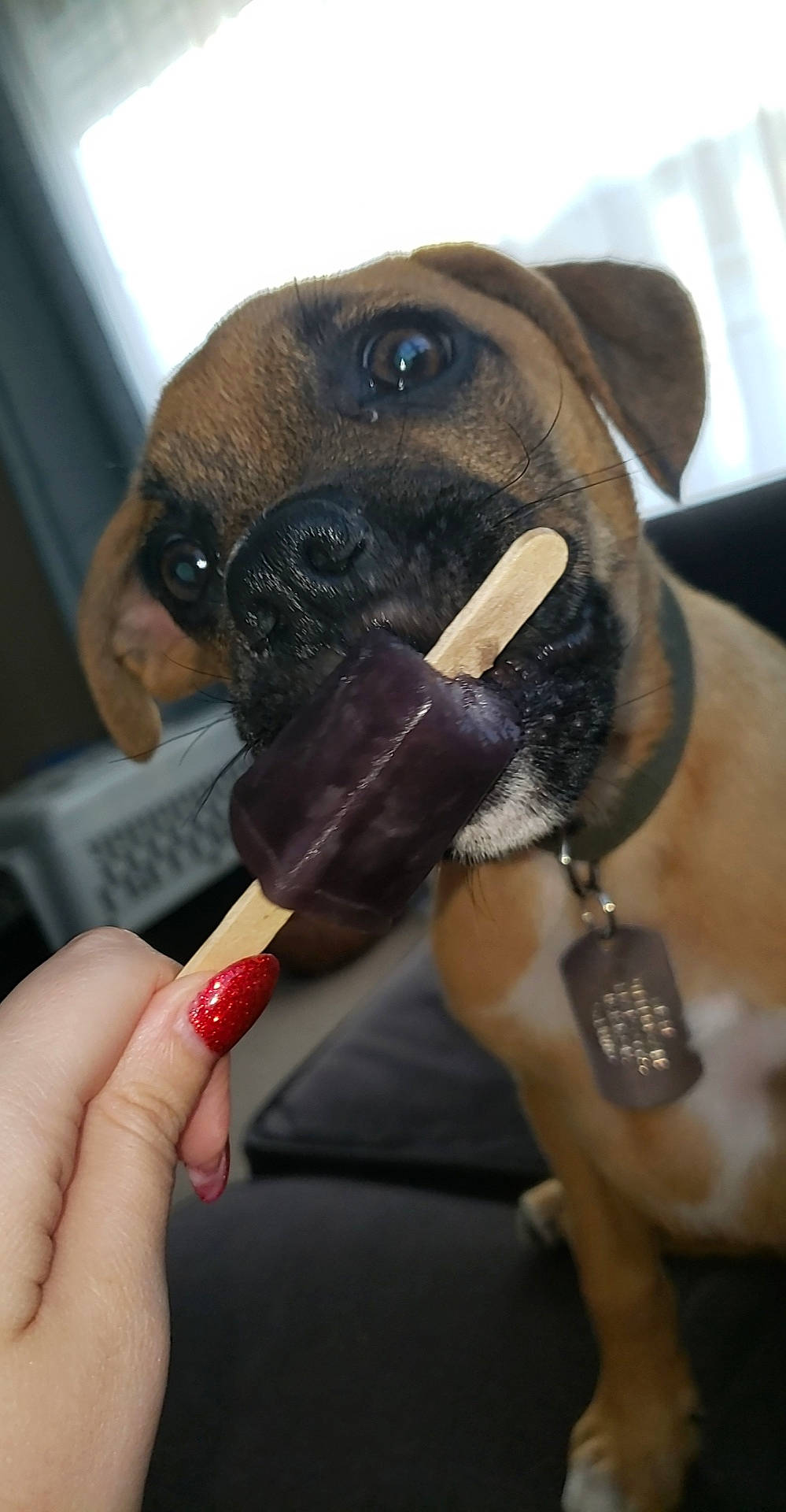 Manny joined the competition — help win amazing prizes! boxer, bullmastiff, canidae, carnivore, dog, dog_breed, fawn, nail, puggle, puppy, snout, sporting_group