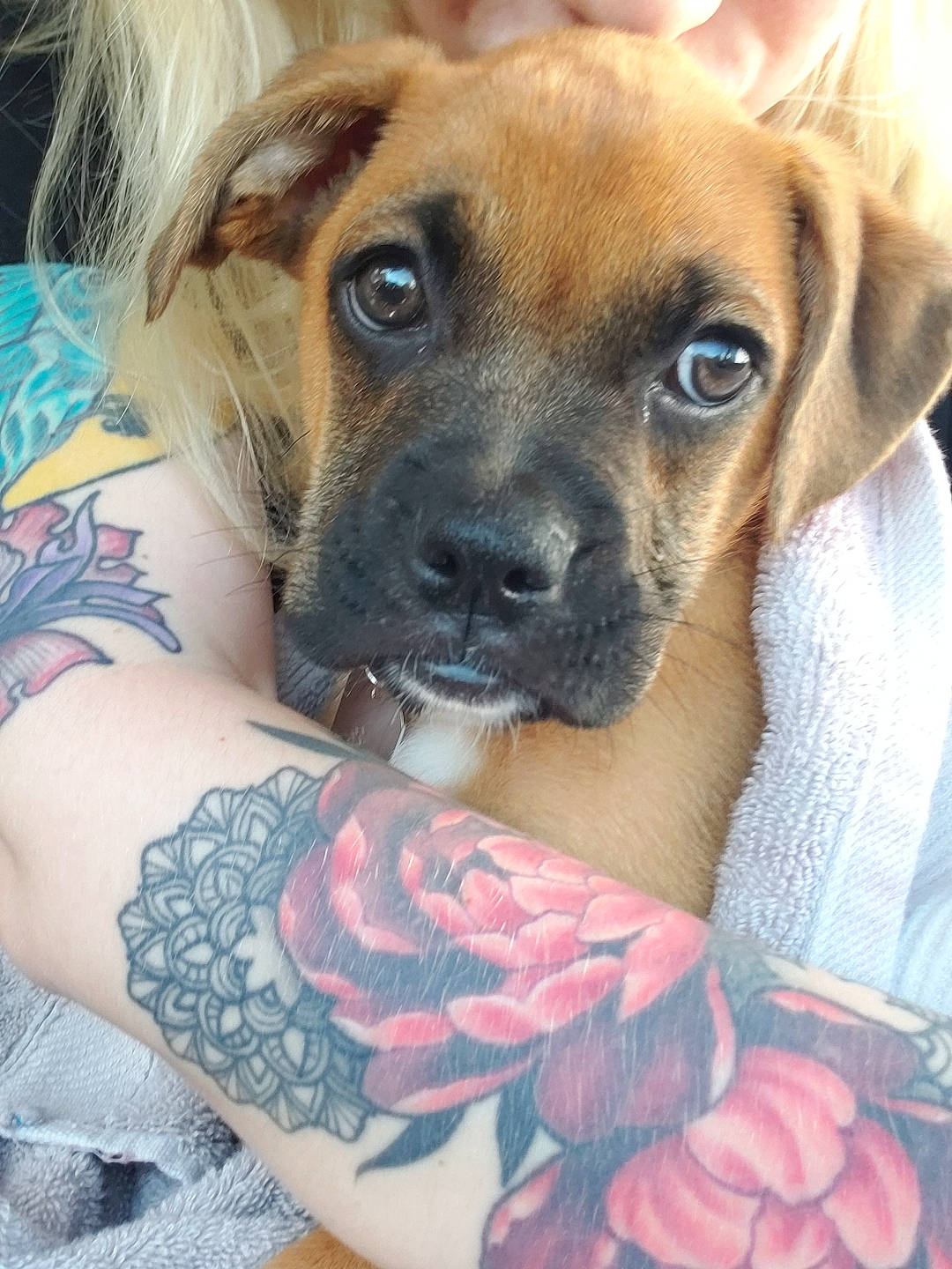 Manny joined the competition — help win amazing prizes! arm, black_mouth_cur, boerboel, boxer, bullmastiff, canidae, carnivore, companion_dog, dog, dog_breed, fawn, mammal, puggle, puppy, puppy_love, rare_breed_dog, rhodesian_ridgeback, snout, tattoo, whiskers