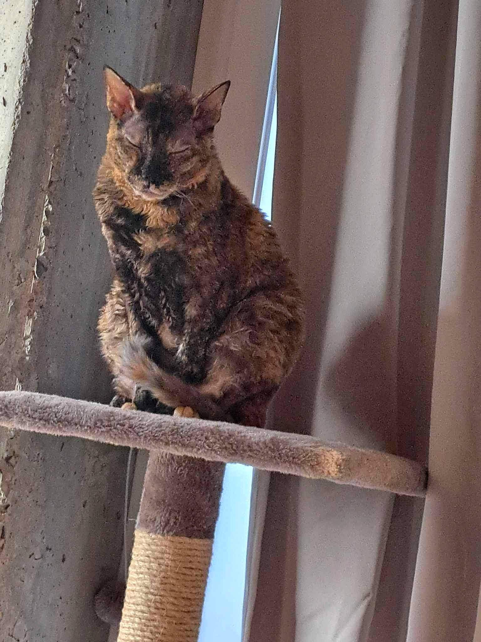 Pixel participe au concours pour gagner de l'argent avec cette photo : animal_shelter, carnivore, cat, domestic_short_haired_cat, eye, felidae, fence, fur, metal, sitting, small_to_medium_sized_cats, snout, tail, terrestrial_animal, whiskers, window, wood