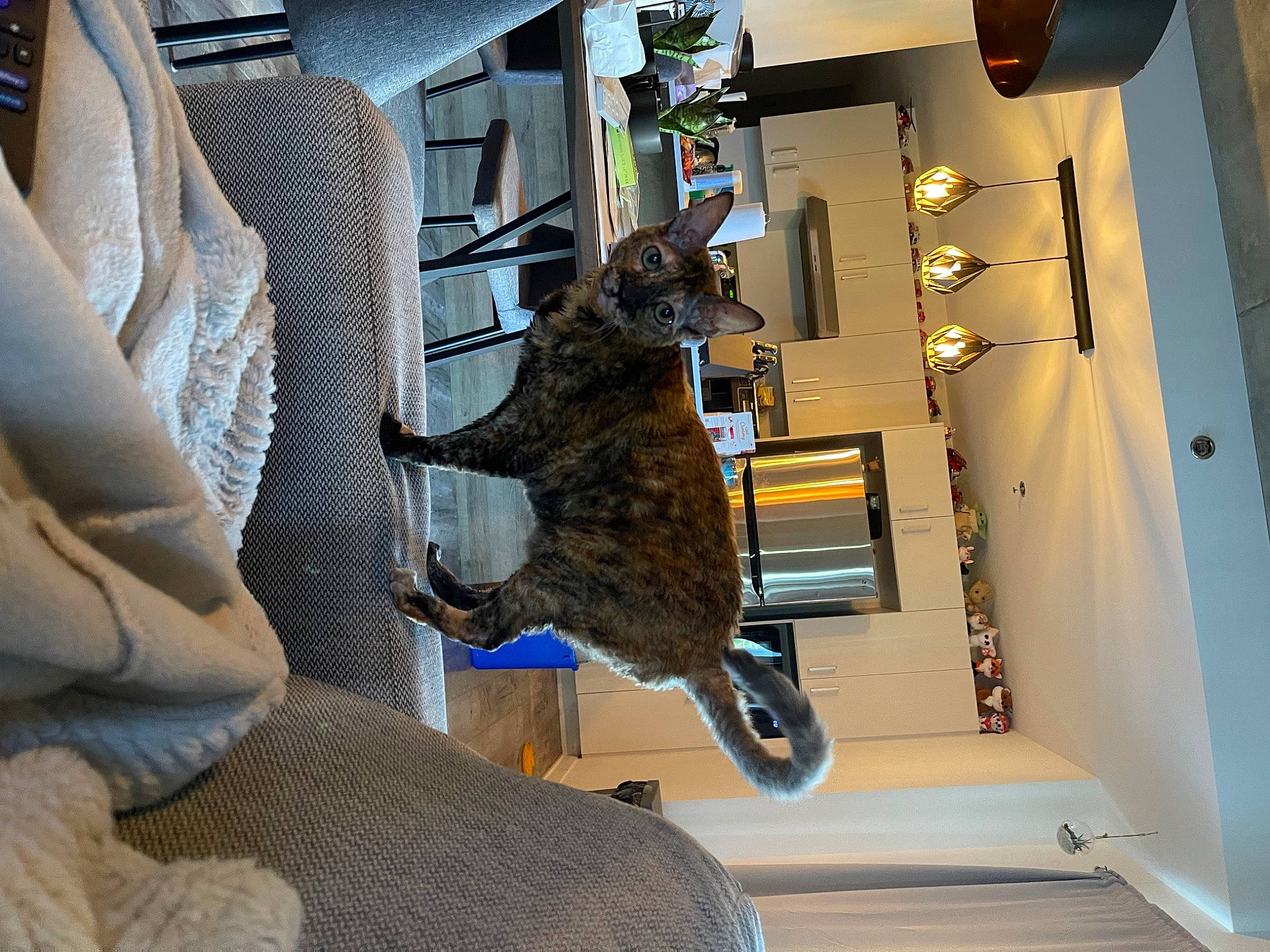 Pixel a rejoint le concours — aidez-le/la à gagner de superbes lots ! auto_part, building, canidae, carnivore, ceiling, comfort, companion_dog, dog_breed, domestic_short_haired_cat, felidae, flooring, fur, metal, room, small_to_medium_sized_cats, sporting_group, stairs, vehicle_door, window, wood