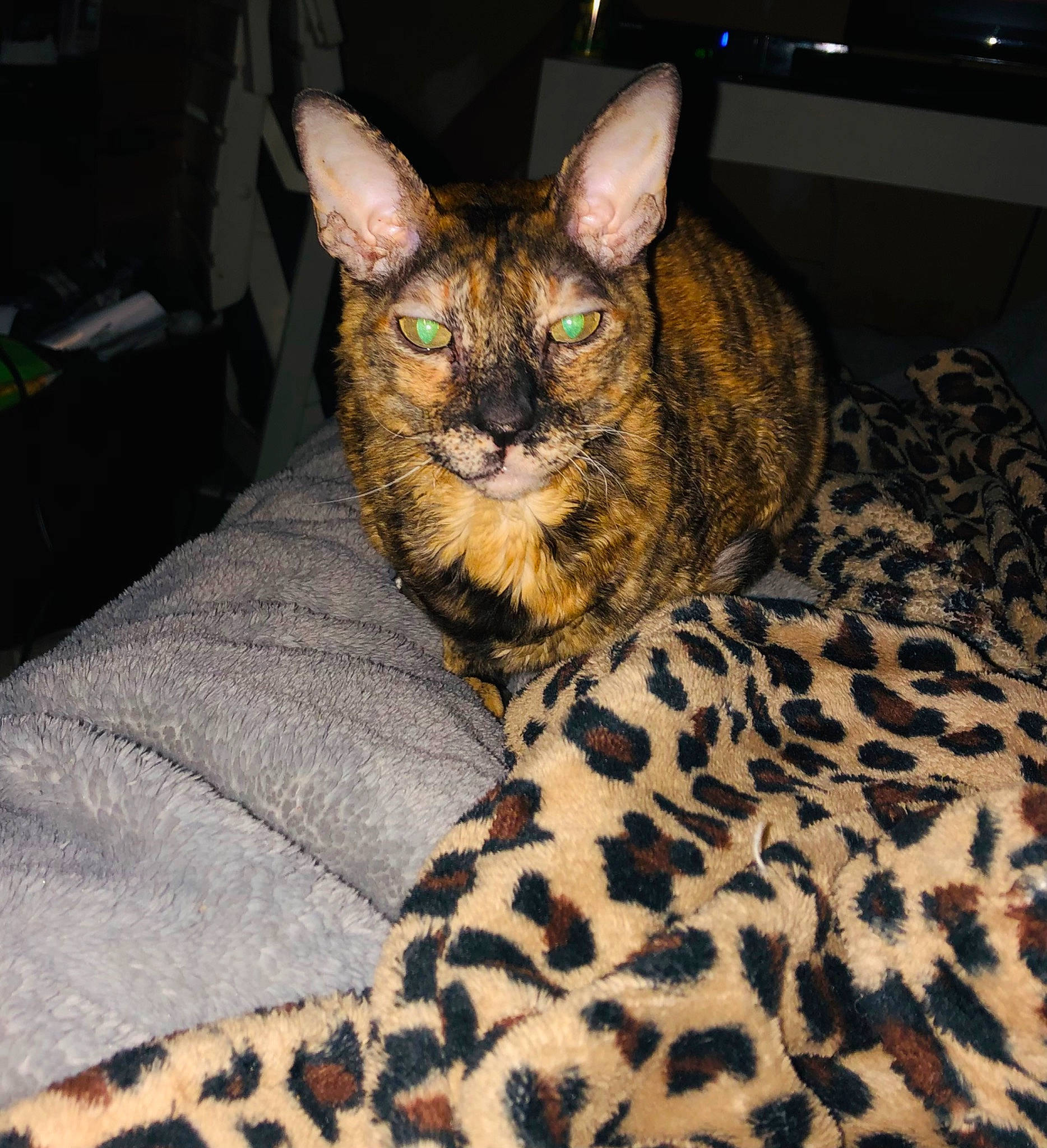 Pixel participe au concours pour gagner de l'argent avec cette photo : carnivore, cat, cat_supply, claw, comfort, couch, domestic_short_haired_cat, felidae, fur, sitting, small_to_medium_sized_cats, snout, tail, terrestrial_animal, whiskers