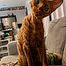 Méo a rejoint le concours — aidez-le/la à gagner de superbes lots ! cat, curly_fur, indoor, couch, curious, pet, feline, head_tilt, eyes, home, living_room, cozy, orange_cat, fur_texture, domestic_animal, kitten, animal, mammal, whiskers, ears