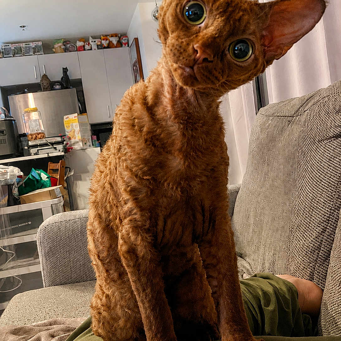 Méo a rejoint le concours — aidez-le/la à gagner de superbes lots ! cat, curly_fur, indoor, couch, curious, pet, feline, head_tilt, eyes, home, living_room, cozy, orange_cat, fur_texture, domestic_animal, kitten, animal, mammal, whiskers, ears